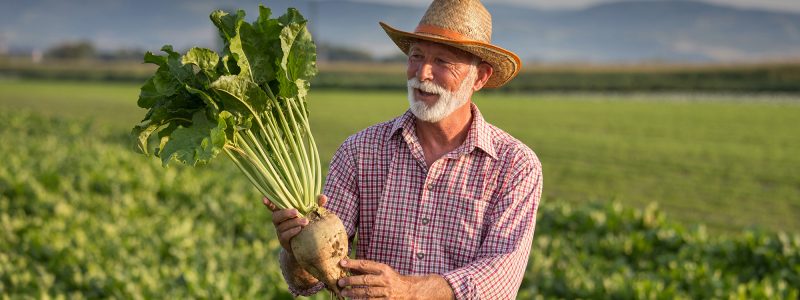 Senior farmer with straw hat holding big ripe sugar beet in field in summer time